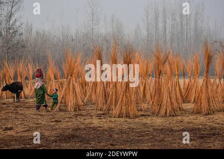 Srinagar, Indien. Dezember 2020. Kashmiri Bewohner gehen an Bündeln von Zweigen vorbei, die bei der Herstellung von 'Kangris', (traditionelle Feuertöpfe) in Shallabugh Dorf des Bezirks Ganderbal über 22kms von Srinagar verwendet werden.das Kangri ist ein traditioneller Feuertopf, der Leute während der strengen Wintermonate warm hält, wenn Temperatur bis zu so niedrig wie minus 20 abtaucht. Kangri ist aus Ton und Zweigen, in denen heiße Kohle gehalten wird. Kredit: SOPA Images Limited/Alamy Live Nachrichten Stockfoto