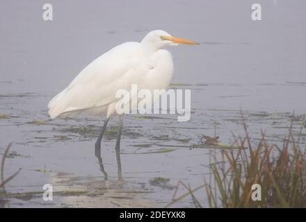 Silberreiher (Ardea alba) im McFadden Marsh in Fog, William Finley National Wildlife Refuge, Oregon Stockfoto
