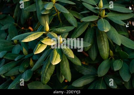 Schöner Ficus Elastica Baum. Es ist ein großer Baum in der banyan Gruppe von Feigen Stockfoto