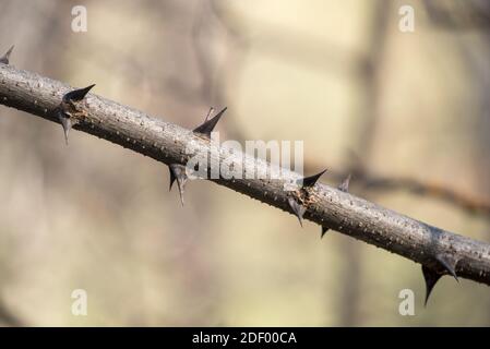 Baumglied mit Dornen, Nordost-Oregon. Stockfoto