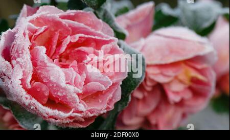 Winter im Garten. Raureif auf den Blütenblättern der rosa Rose, der erste Frost. Stockfoto