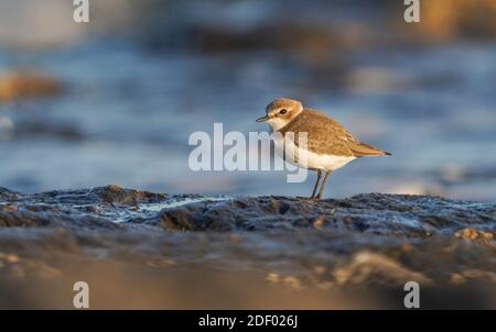 Kentish-Pflüge (Charadrius alexandrinus) im Winter Gefieder an einer felsigen Küste, Andalusien, Spanien. Stockfoto