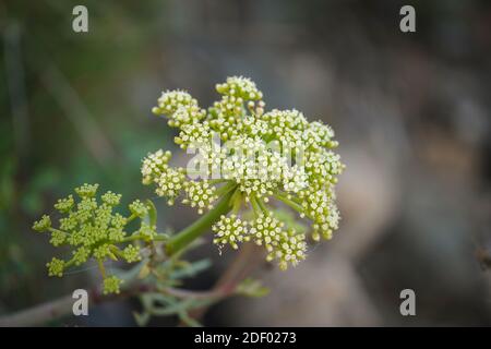 Felssamphire, essbare Wildpflanze, Felsenfenchel, Crithmum maritimum) am Meer, Andalusien, Spanien. Stockfoto