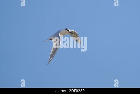 Sandwichseeschwalbe, Thalasseus sandvicensis, im Flug, Andalusien, Spanien. Stockfoto