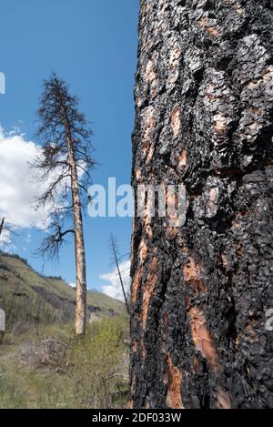 Ponderosa Pinien brannten im Grizzly Fire 2015, Wenaha River Canyon, Oregon. Stockfoto