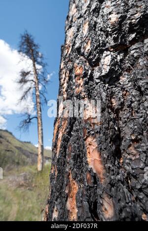 Ponderosa Pinien brannten im Grizzly Fire 2015, Wenaha River Canyon, Oregon. Stockfoto