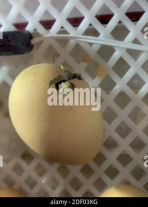 Hühnereier in einem Inkubator beginnen zu schlüpfen. Hochwertige Fotos Stockfoto