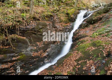 Dark Hollow Falls im Herbst im Shenandoah National Park, Blue Ridge Mountains, Virginia. Stockfoto