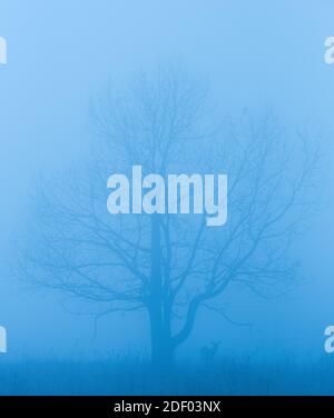 Ein Hirsch steht neben einem Baum im Nebel. Stockfoto