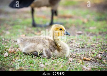 Nahaufnahme eines einzigen Baby Gänsevogel Küken auf Rasen Gras liegend mit Bokeh Hintergrund der erwachsenen Eltern Mutter Stockfoto