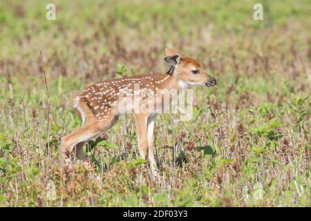 Ein Neugeborenes Weißschwanzhirsch-Rehkitz versucht, nach der Geburt zu stehen. Stockfoto