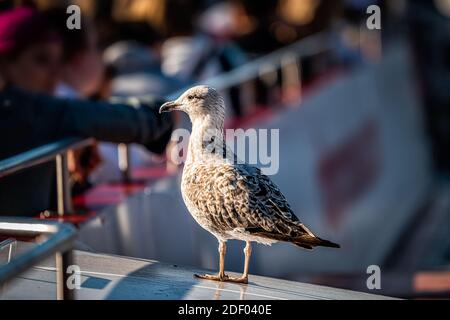 Viele Touristen Leute sitzen in Bootstour Schiff Tour in verschwommenem Hintergrund Bokeh auf der Themse mit einer Möwe stehen in London, Großbritannien Stockfoto