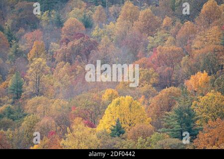 Herbstlaub bedeckt die Wälder im Shenandoah National Park und Shenandoah Valley in Virginia. Stockfoto