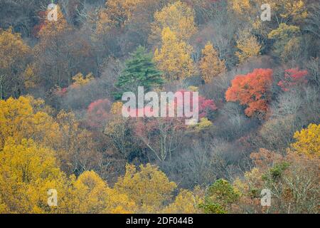 Herbstlaub bedeckt die Wälder im Shenandoah National Park und Shenandoah Valley in Virginia. Stockfoto