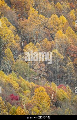 Herbstlaub bedeckt die Wälder im Shenandoah National Park und Shenandoah Valley in Virginia. Stockfoto