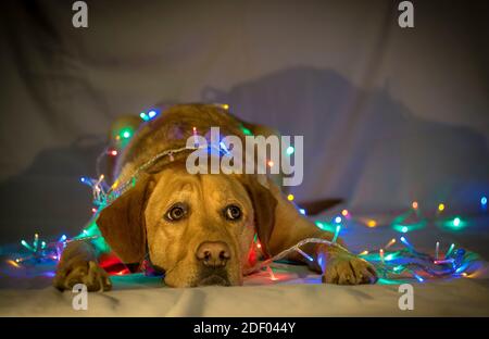 Ein unglücklicher, verängstigter Hund labrador Retriever posiert mit bunten Weihnachtslichtern umwickelt sie. Stockfoto