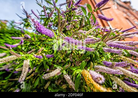 Veronicastrum sibiricum oder Siberian Culver-Wurzel-Figwürzepflanze mit lila rosa Blüten blühen draußen im Garten von London, United Stockfoto