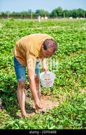 Junger Mann pflückt Erdbeeren Beeren, die sich in Grün nach unten streckt Feldreihen Bauernhof hält Korb mit roten Früchten im Sommer Stockfoto