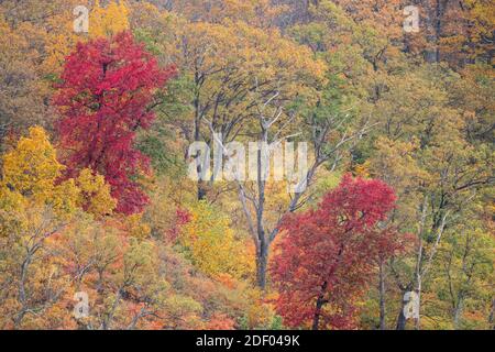 Herbstlaub bedeckt die Wälder im Shenandoah National Park in Virginia. Stockfoto