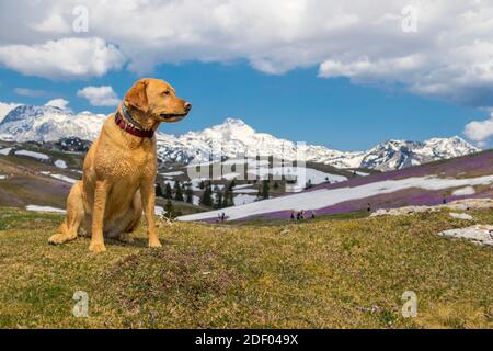 Fröhlicher und müder gelber labrador-Hund, der vor schneebedeckten Bergen sitzt und sich nach einer langen Wanderung ausruht. Stockfoto