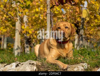 Gelb labrador Retriever posiert vor bunten Weinblättern für Herbst-Atmosphäre. Stockfoto