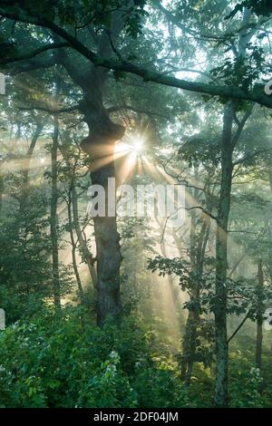 Sonnenaufgang filtert durch den frühen Morgennebel im Wald entlang des Skyline Drive, Teil des Shenandoah National Park in Virginia. Stockfoto