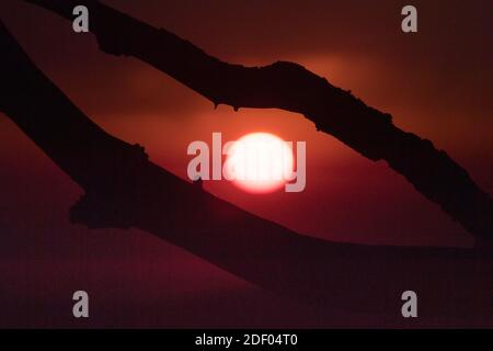 Sonnenaufgang durch die Silhoutte von Ästen. Stockfoto