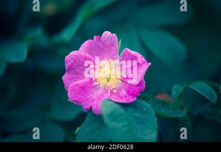 Rosa Hagebutte Blume hebt sich vor einem dunkelgrünen Hintergrund von Grün. Die Schönheit in der Natur. Stockfoto