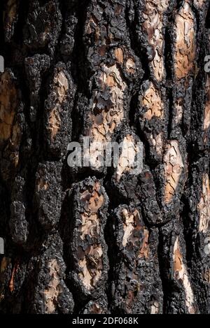 Ponderosa Kiefernstamm brannte 2015 im Grizzly Fire, Oregon. Stockfoto