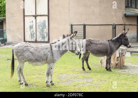 Zwei Esel stehen in der Nähe des Baumstammes Stockfoto