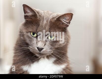 Porträt einer hübschen chartreux Katze mit langen Haaren und gelben Augen. Stockfoto