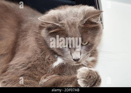 Porträt einer hübschen chartreux Katze mit langen Haaren und gelben Augen. Stockfoto