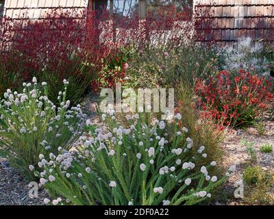 Einheimische Wildblumen wie rote Kangaroo Paws und Verticordia spp. In Perth's Botanic Gardens, Kings Park. Stockfoto