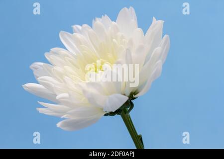 Eine weiße Chrysanthemum Blume vor blauem Hintergrund Stockfoto