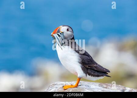 Papageitaucher, atlantischer Papageitaucher, Wissenschaftlicher Name: Fratercula arctica mit einem Schnabel voller Sandaale. Thront auf einem Flechten bedeckten Felsen. Blauer Himmel Hintergrund. Fa Stockfoto