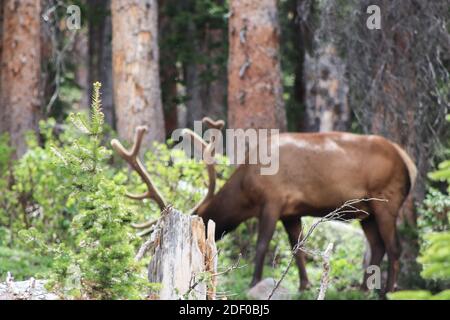 Colorado Rocky Mountain Elch im Samt. Hochwertige Fotos Stockfoto