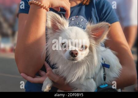Kleiner Chihuahua Welpe sitzt in den Armen des Besitzers. Chihuahua ist eine Rasse von Miniatur-Indoor-Hunde. Little White Dog. Stockfoto