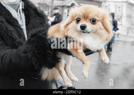 Kleiner Hund sitzt in den Armen des Besitzers. Rassen von Miniatur-Lapdogs. Menschliche Liebe für Tiere. Stockfoto