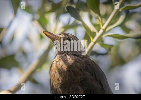 Sehr schließen Porträt von weiblichen gemeinsamen Amsel auf Olivenbaum.. Gemischtes Sonnenlicht Durch Olivenzweige. Juli Foto in Slowenien. Stockfoto