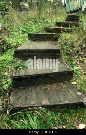 Alte Holztreppe mit Moos zwischen Bäumen und Gras bedeckt. Hochwertige Fotos Stockfoto