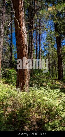 Ein hoher Baum steht im Wald auf dem West Fork Trail in Sedona, Arizona Stockfoto