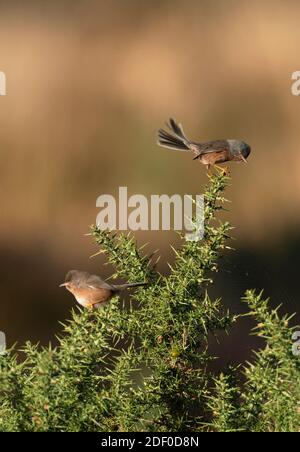 Männliche und weibliche Dartford-Waldsänger-Sylvia undata Barches auf gemeinsamen Gorse-Ulex. Herbst Stockfoto