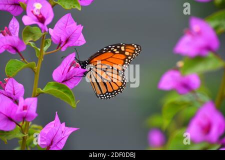 Monarch Schmetterling auf rosa Bougainvillea Pflanze Stockfoto