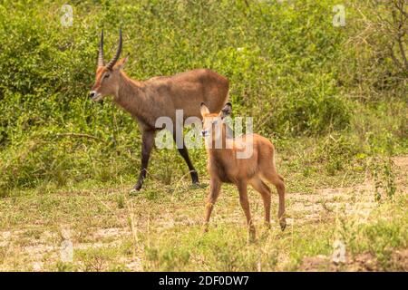 Männlicher Defassa-Wasserbock mit einem Neugeborenen (Kobus ellipsiprymnus defassa), Queen Elizabeth National Park, Uganda. Stockfoto