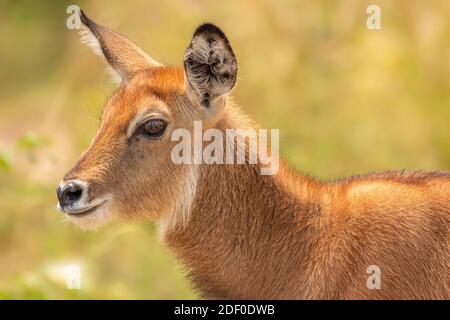 Ein neugeborener Defassa-Wasserbock (Kobus ellipsiprymnus defassa), Queen Elizabeth National Park, Uganda. Stockfoto