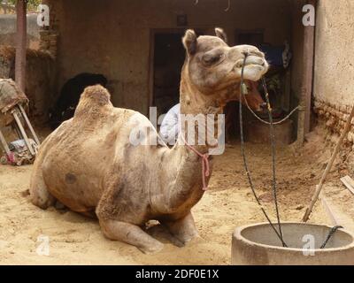 Nachhaltige emissionsfreie LKW in Rajasthan: Dromedar Stockfoto