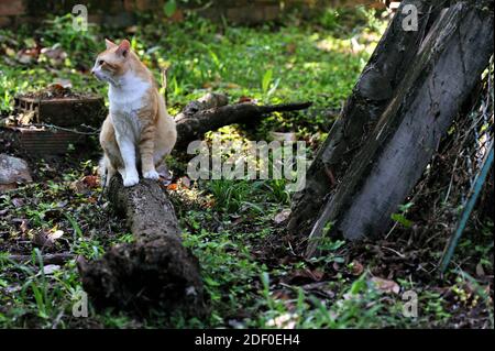 Bundesstaat Rio de Janeiro Brasilien. Junge orange und weiße Katze sitzt auf Baumstamm. Gesunde und neugierige Haustiere spielen in einer natürlichen Umgebung. Stockfoto