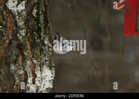 Holz-Nuthatch oder Eurasischer Nuthatch oder Sitta europaea. Ein gewöhnlicher Kleiber mit weiß-grauem bläulichem Gefieder sitzt auf einem Birkenstamm. Stockfoto