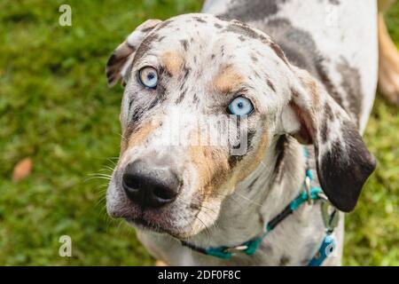 Catahoula Leopard Hundebeobachtung mit tiefblauen Augen Stockfoto