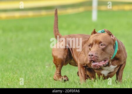 American Pit Bull Terrier läuft auf dem Feld Stockfoto